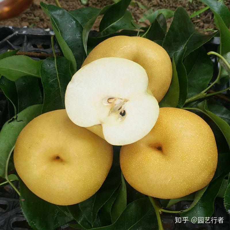 梨子好吃,品种多!建园该选哪一个个 - 知乎