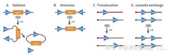 Cre-loxP系统 | 基因重组和特异表达的关键技术 - 知乎