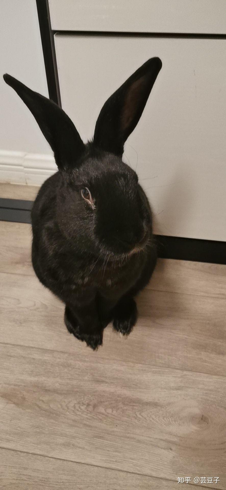 想养只小兔子,但大家都说臭,所有的兔子都很臭吗?