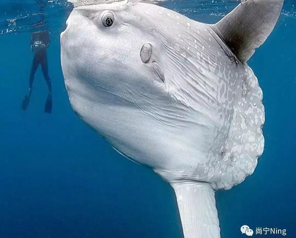 molamola又被称为翻车鱼,太阳鱼,是极为罕见的海洋萌物