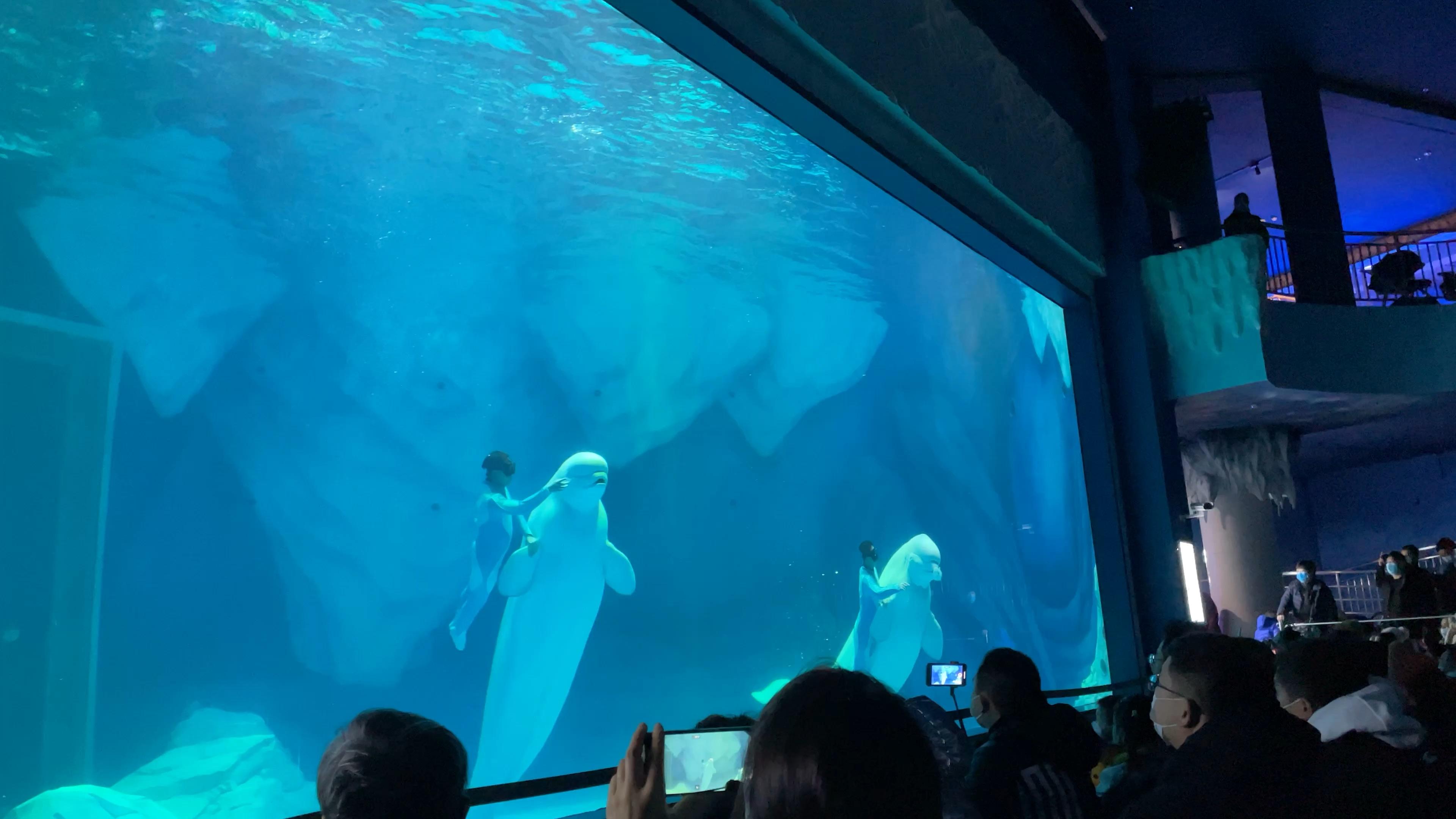 海昌海洋公园白鲸之恋