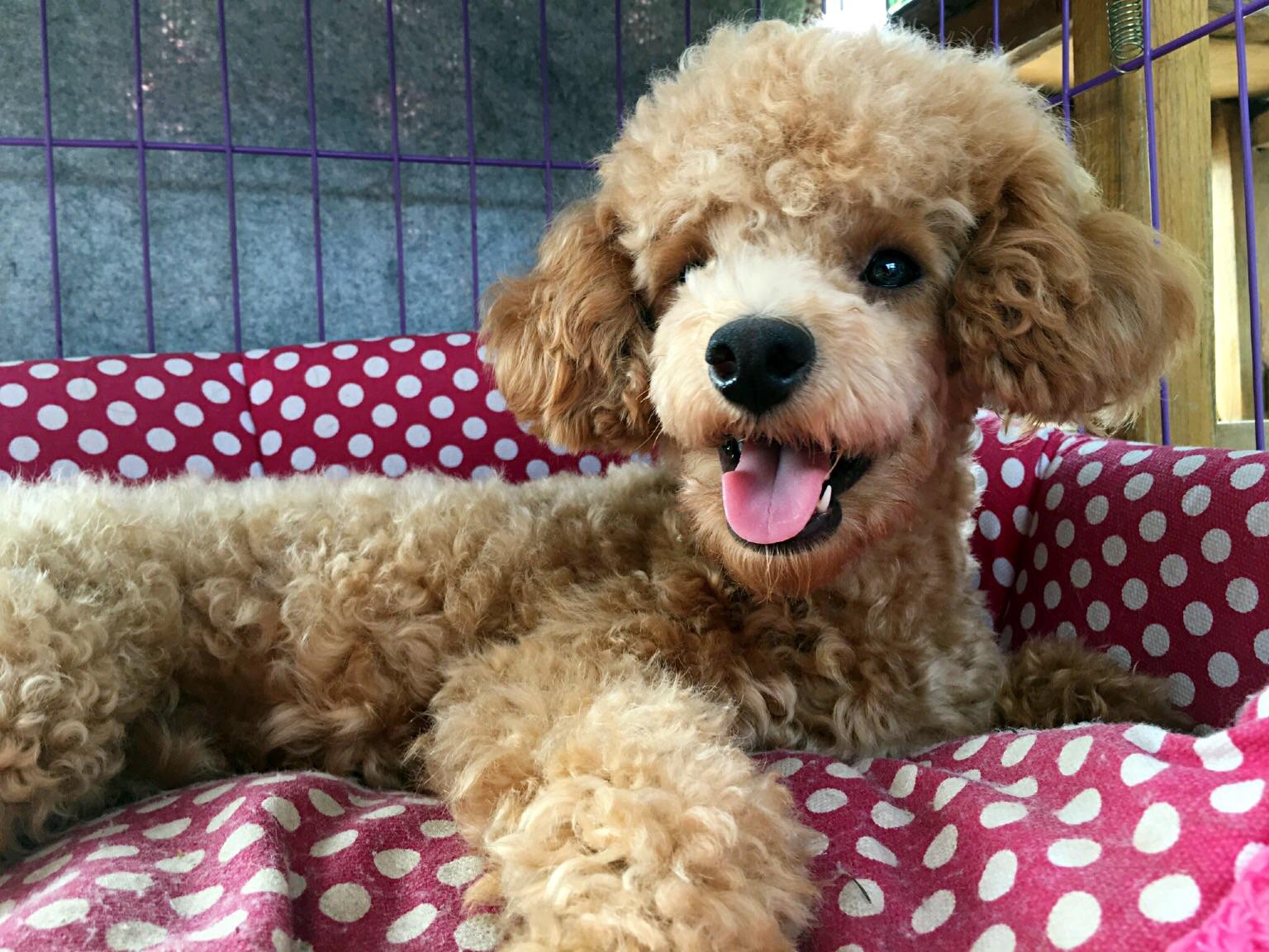 求助泰日天绝育问题请教