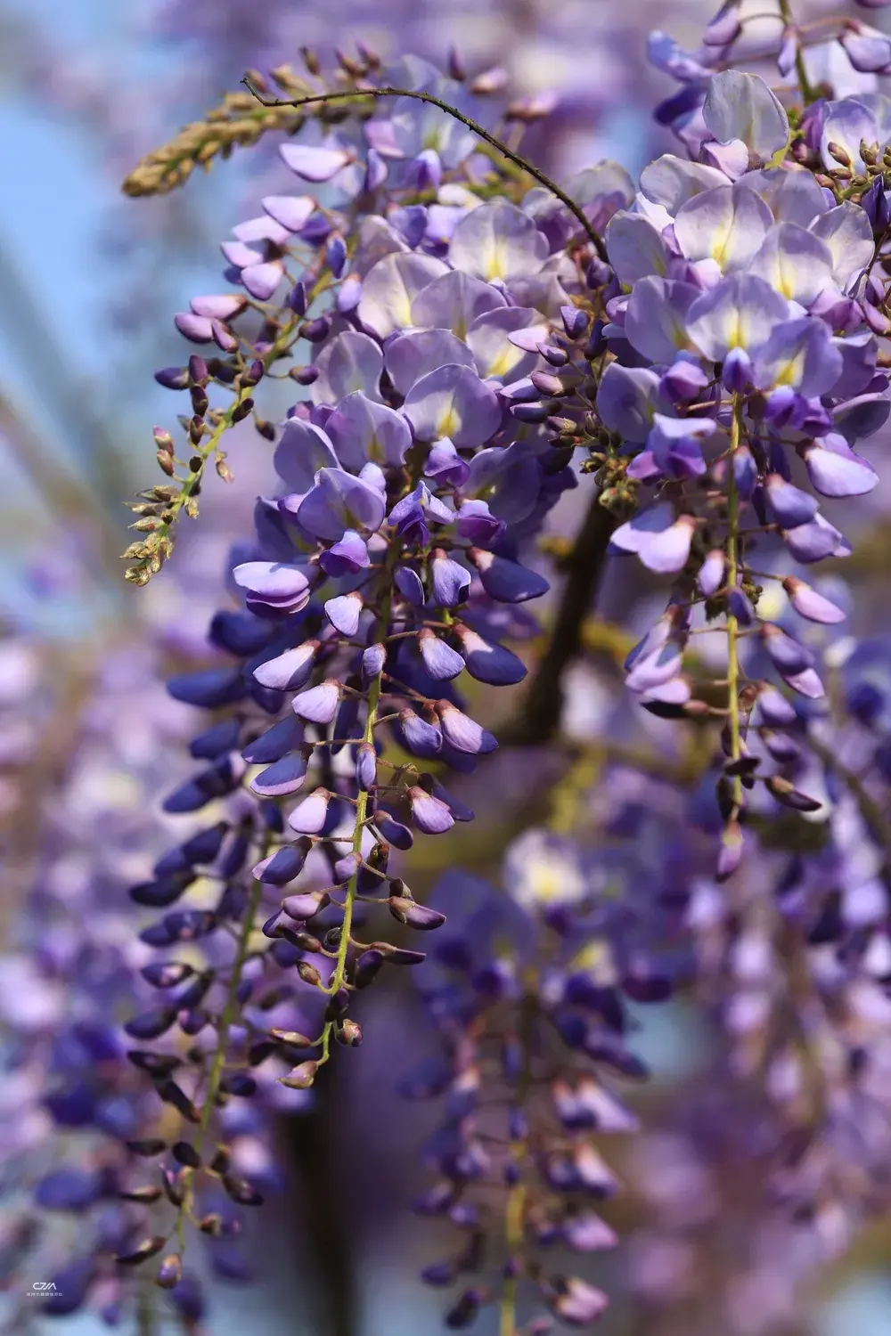 藤,开花了~美过司藤