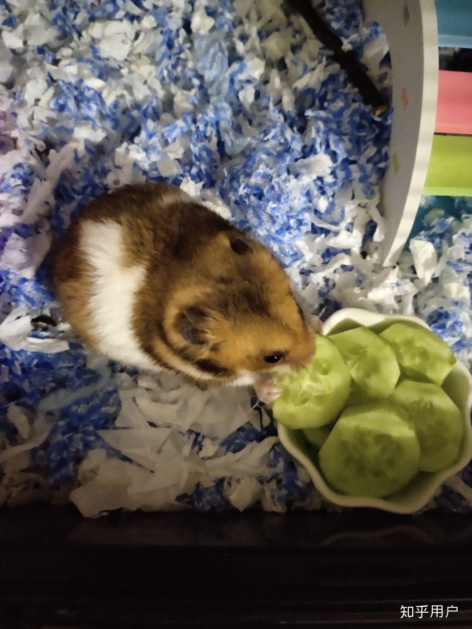 养一只仓鼠一年大约需要花多少钱? - 知乎