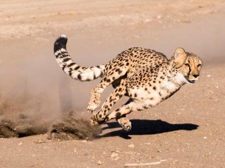 为什么很多恐龙用两条腿走路而现在大部分哺乳动物用四条腿走路