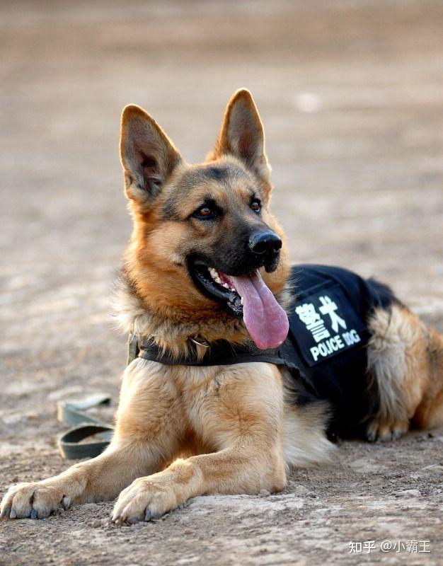 男子因发狗狗警察表情包被拘 9 日,如何从法律角度评价这个处罚?