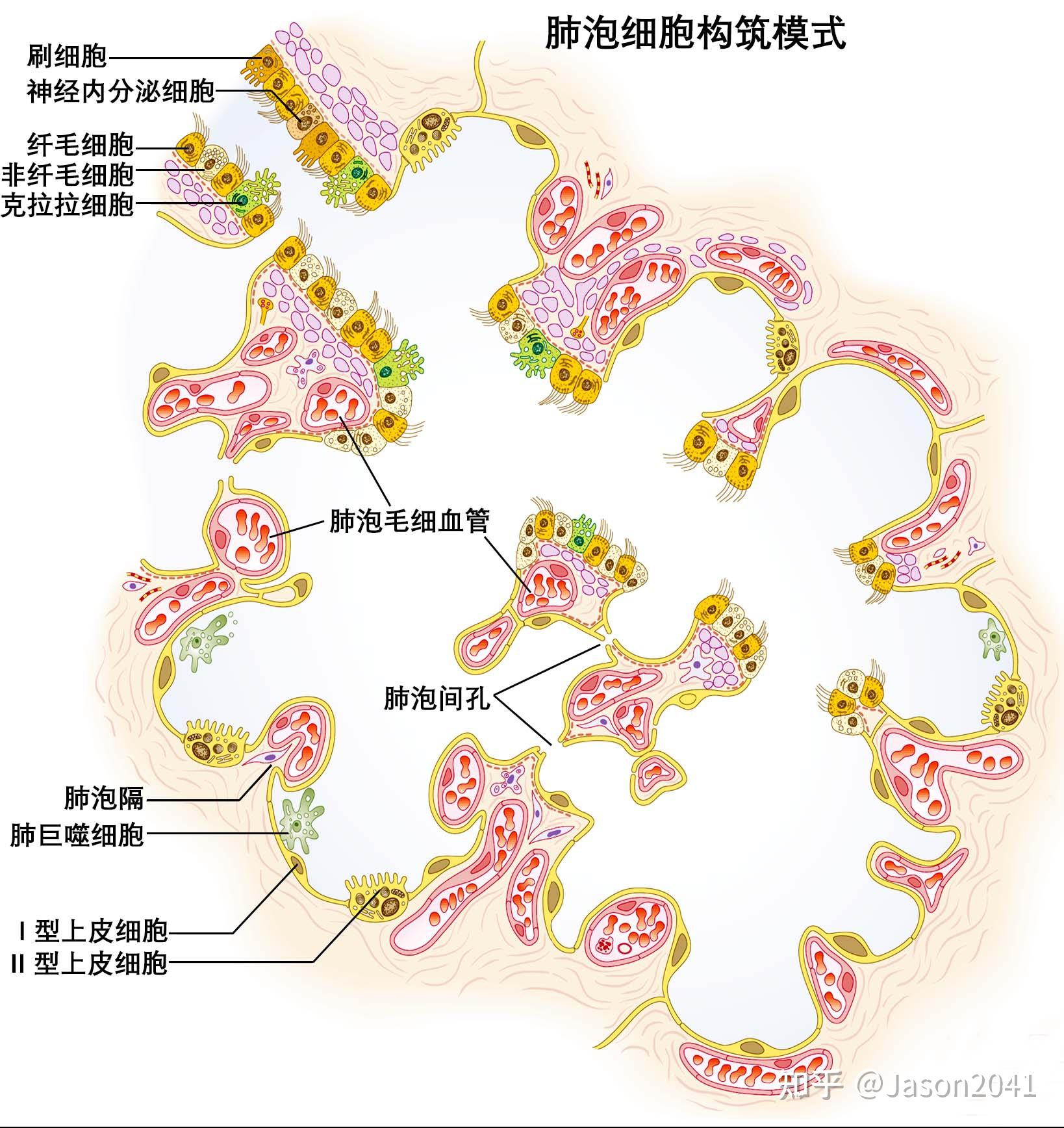肺的微观结构 - 知乎