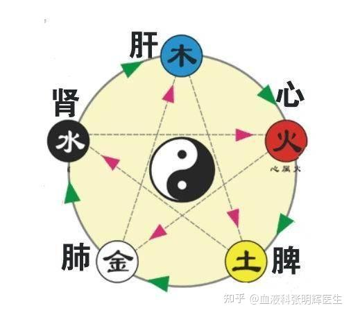 肾之气为气血生化之源! 血小板减少养肾很关键! - 知乎