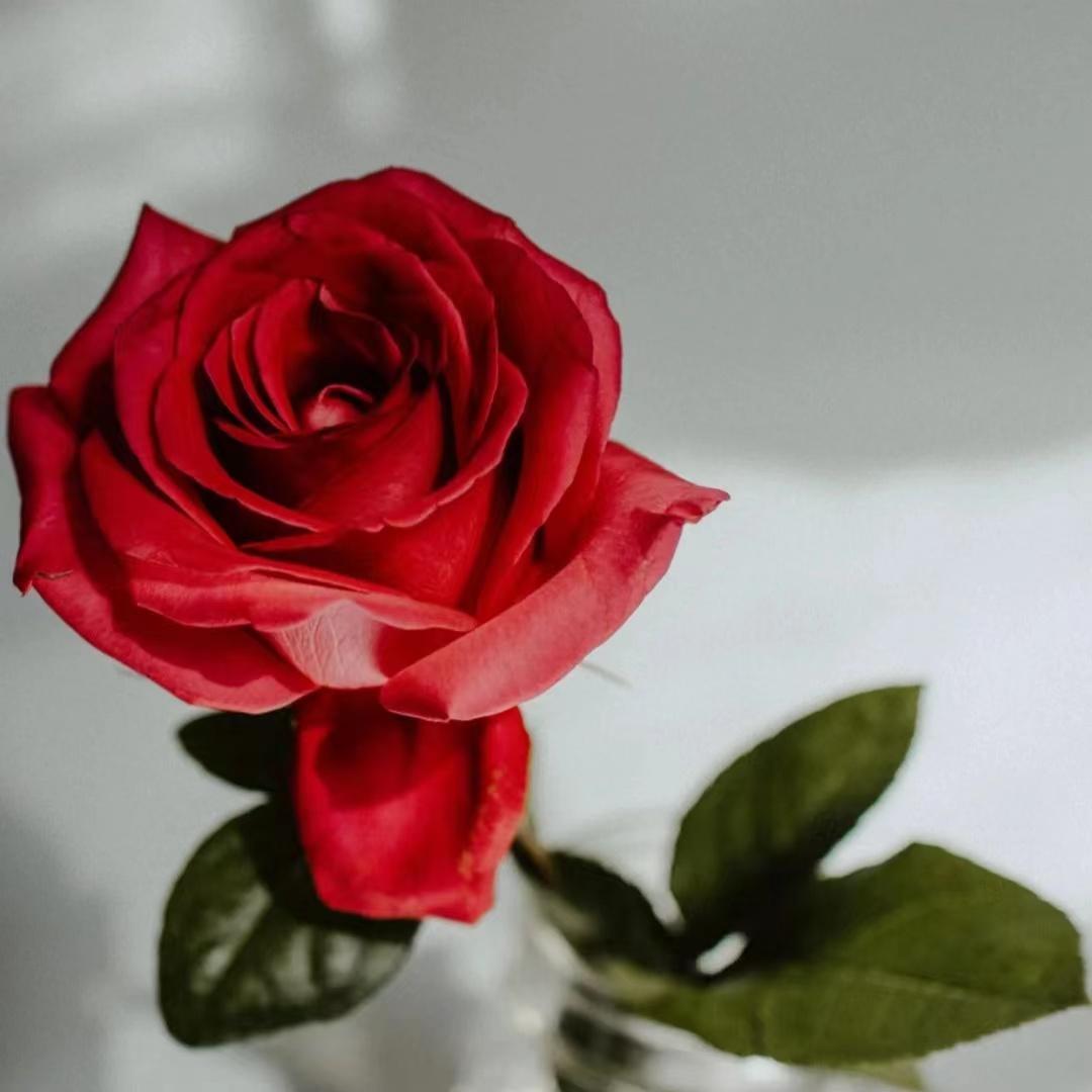 有没有让你一眼就爱上的微信头像