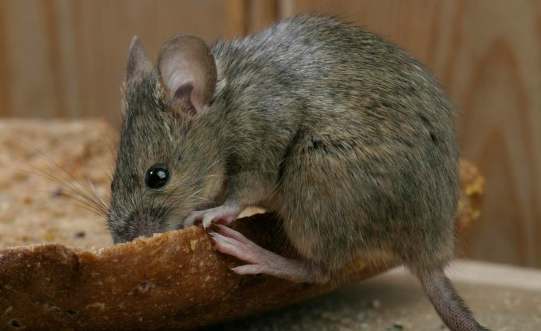 猫咪好心放了一只老鼠在它危难时没想到老鼠会回来报恩