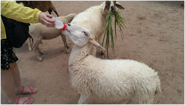去泰国,求推荐景点?