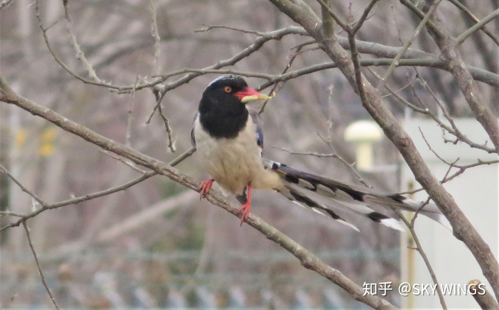 长尾巴红嘴灰黑白色的是什么鸟
