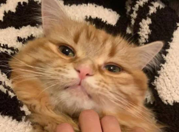 这只猫的大双眼皮子,我竟然看了整整一天 - 知乎