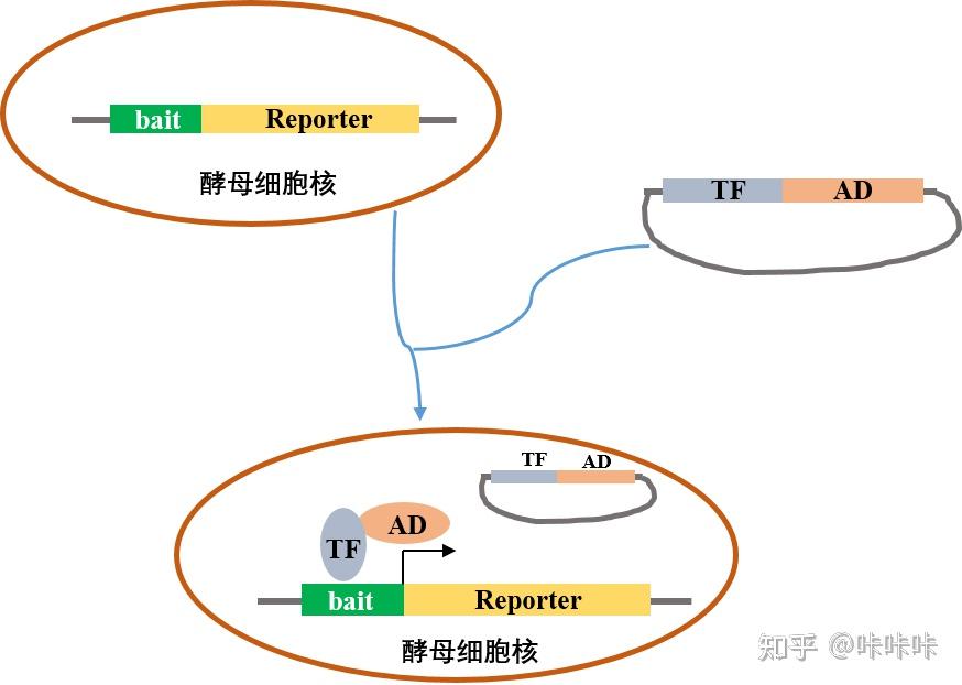 知识分享—酵母杂交技术原理及应用 