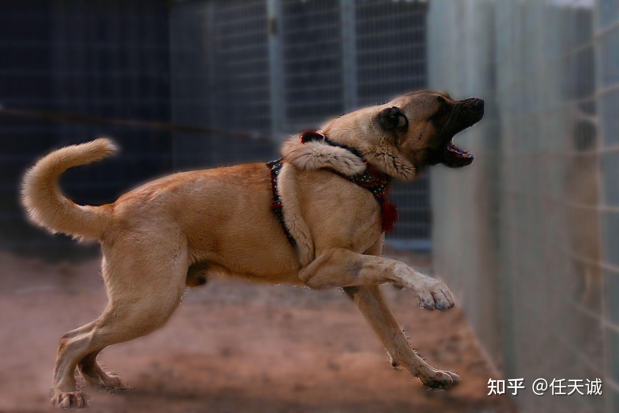 坎高犬服從性怎麼樣? - 知乎