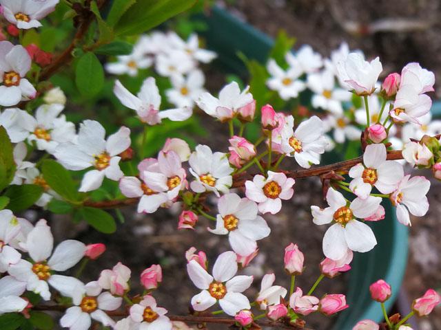 关于粉色雪柳穴盘苗与钵苗的介绍 知乎