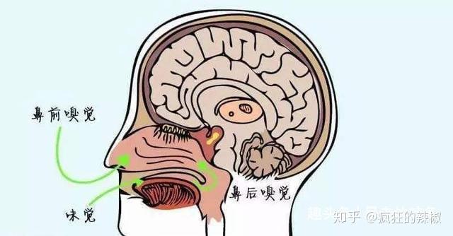 一闻到就会联想——气味博物馆告诉你嗅觉的秘密 - 知乎