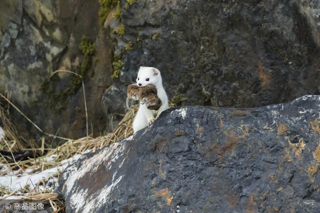 甚至曾有人看到饿鹰用利爪抓住伶鼬,谁知伶鼬凶猛反扑,反咬死老鹰!