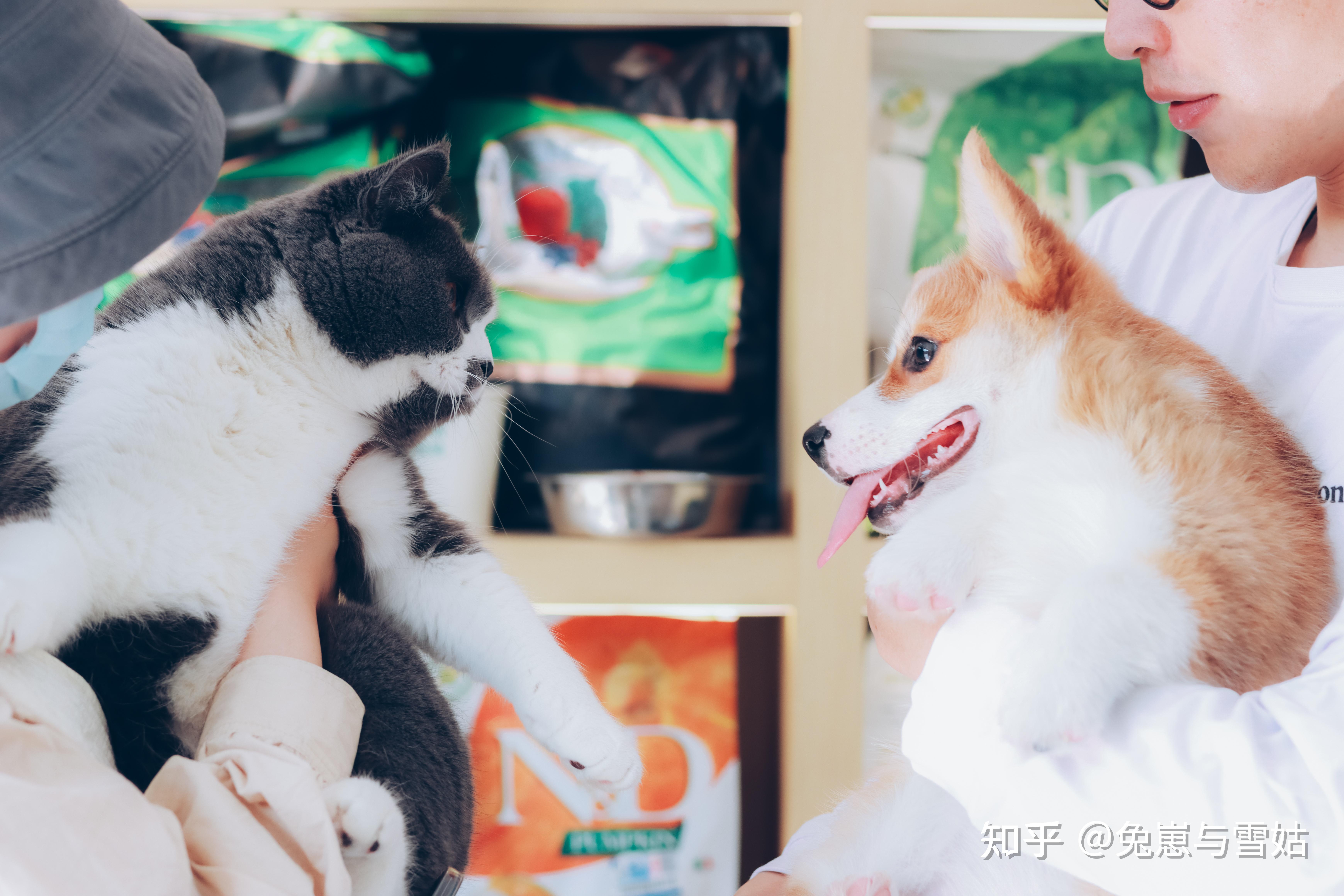 猫圈黑话大全(不断更新) - 知乎