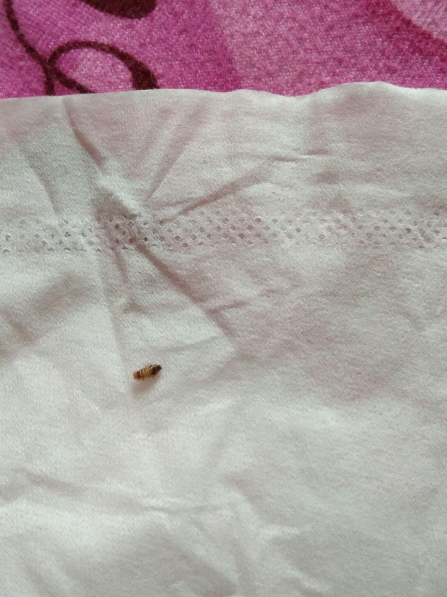 这是什么虫子,在卧室床周围以及床上都有? - 昆