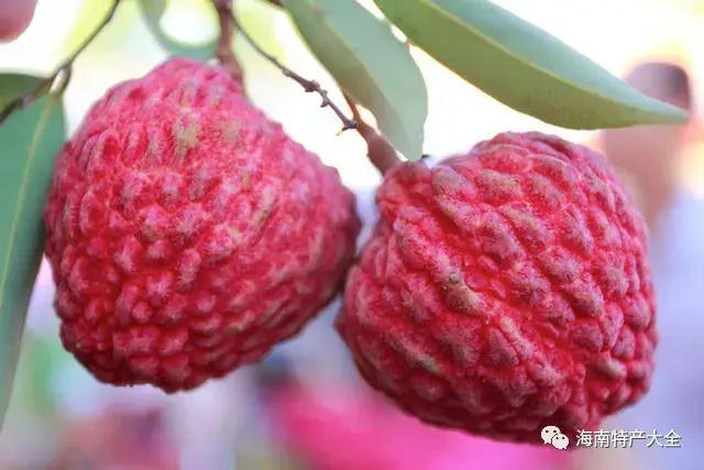 国内常见的超大荔枝品种介绍,你都吃过哪些? - 知乎
