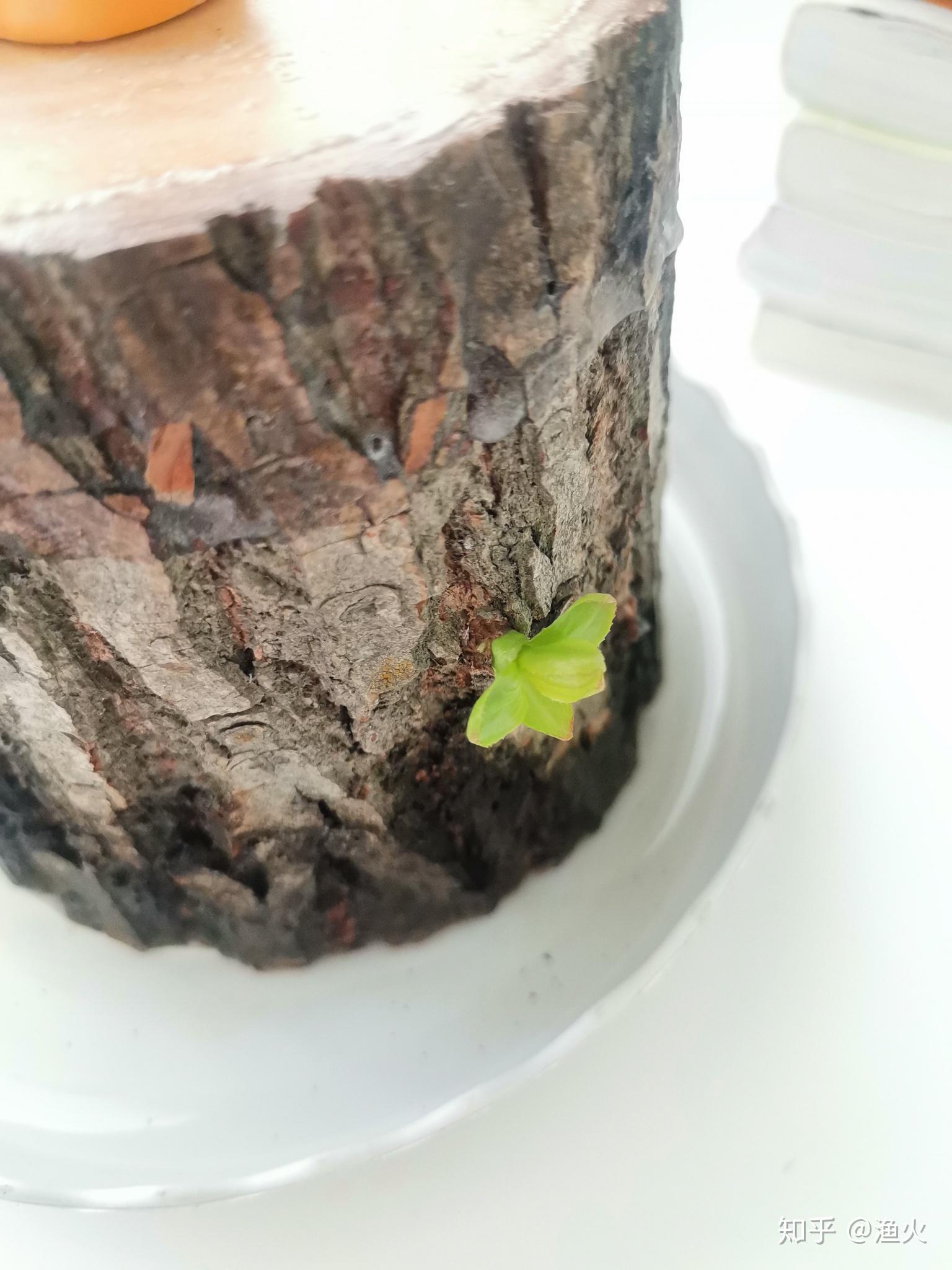 2021考研党蹲一个幸运木伪巴西木实为小柳树墩子