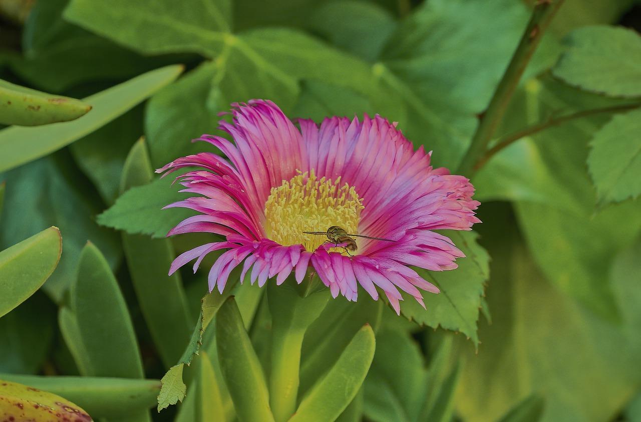 种植菊花用什么土