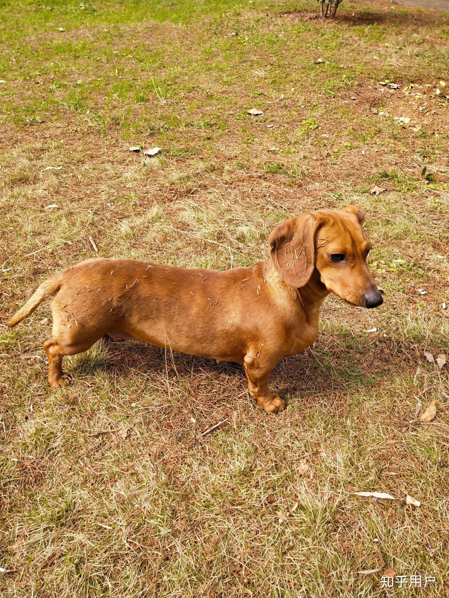 养腊肠犬真的好吗? - 知乎