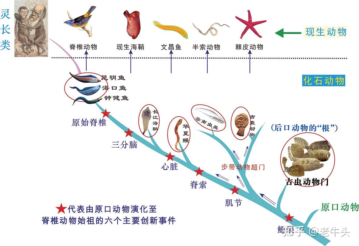 为什么会发生物种大爆发