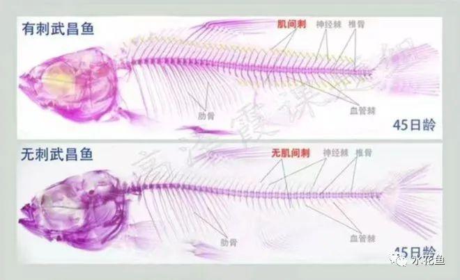 有刺鱼变无刺鱼:让吃鱼不挑刺,不再怕卡刺,不再是梦将成为现实 - 知乎