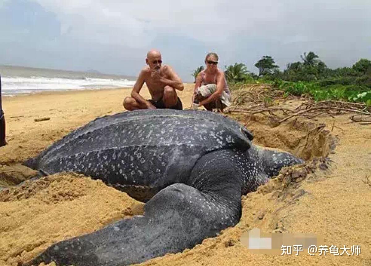 泰国一海滩发现棱皮龟巢 - 2020年2月10日, 俄罗斯卫星通讯社