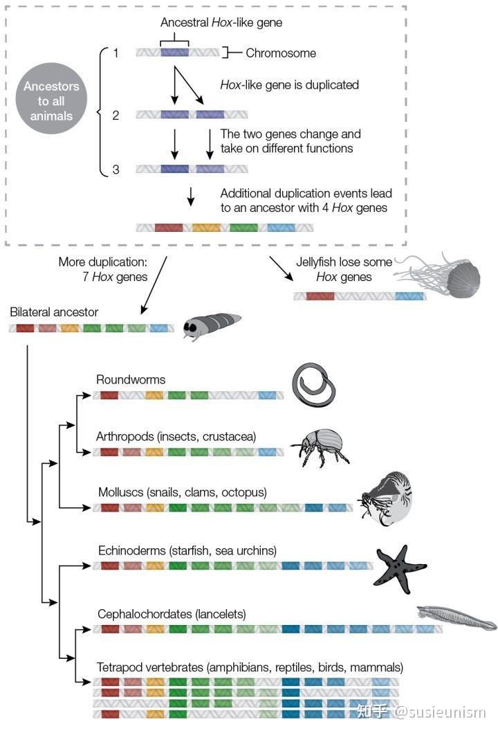 hox基因家族與生物進化論