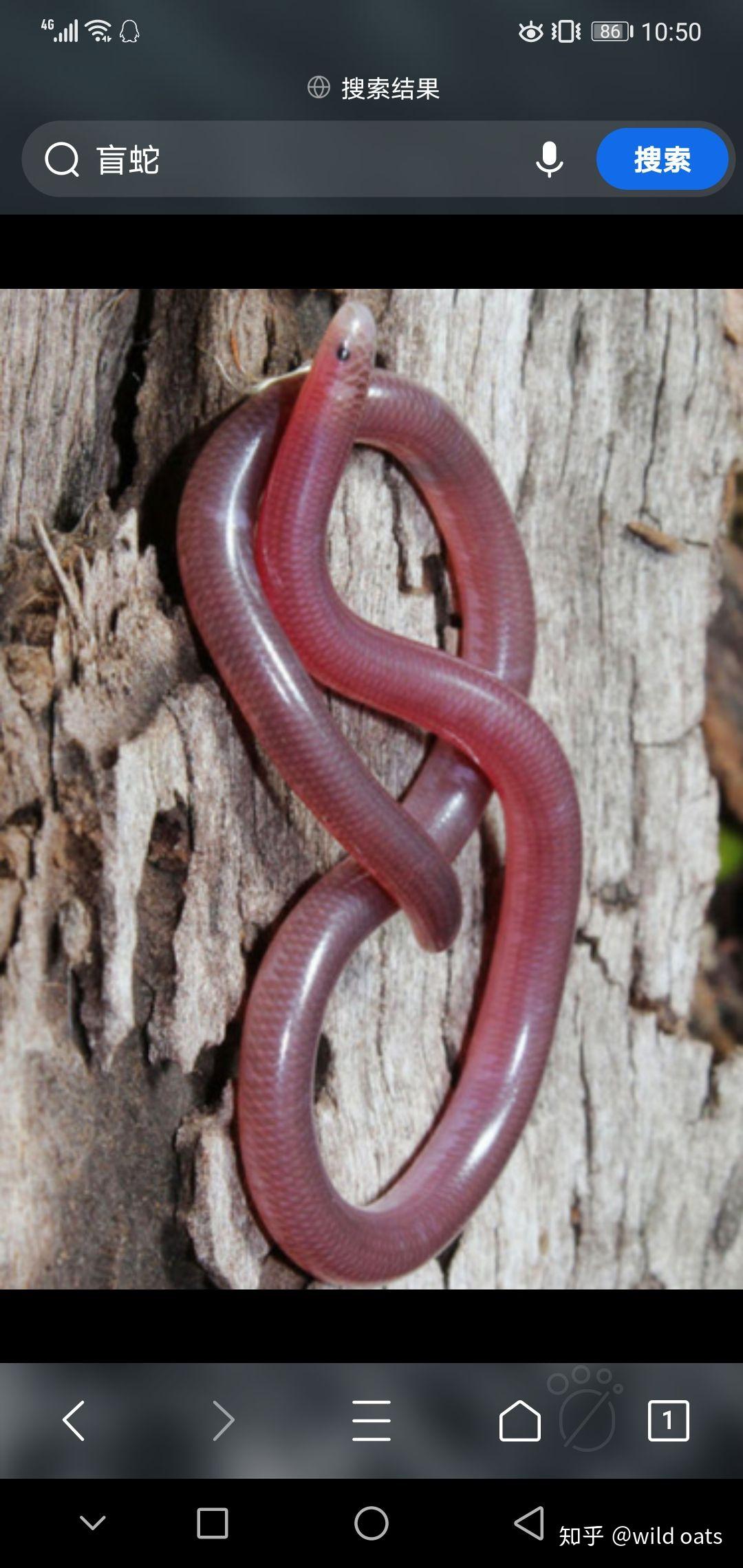 这种蚯蚓怎么这么大,是什么品种? - 知乎