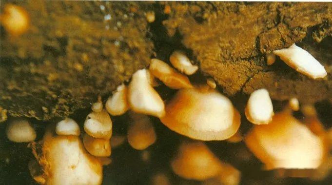 【真菌界全系列-20】伞菌纲—伞菌目 - 知乎