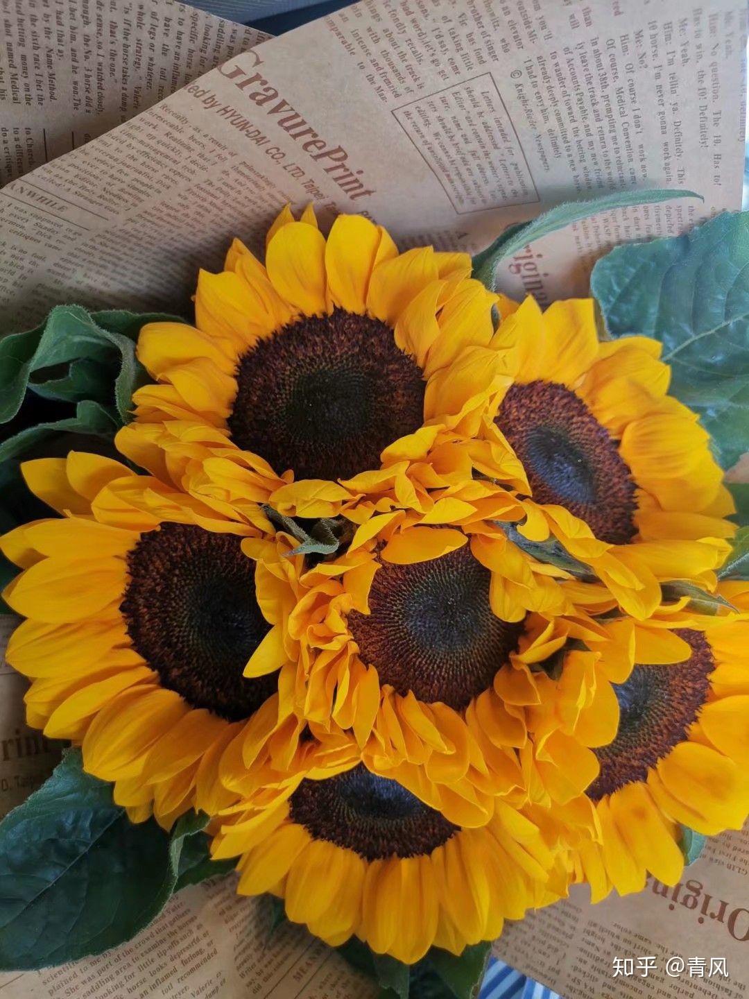 我的云南游记—彩云之南的风花雪月 - 知乎