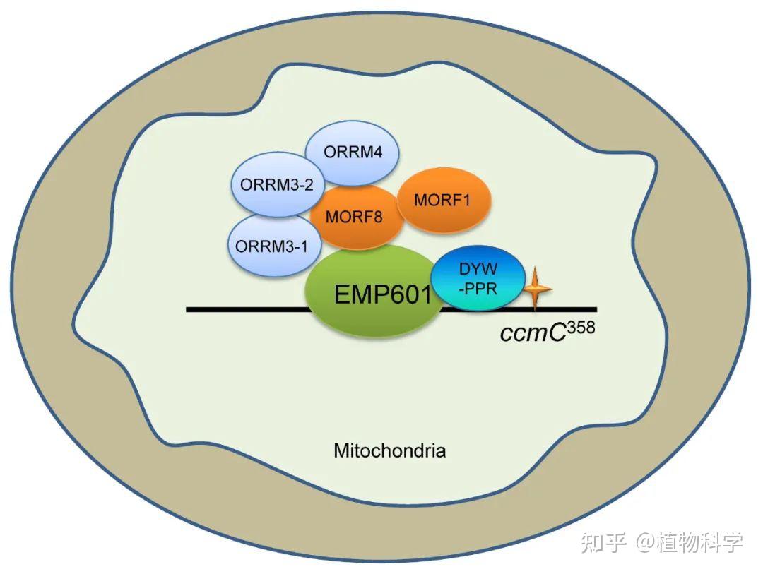 The Crop Journal | 中国农科院作科所联合中国农大揭示EMP601调控玉米籽粒发育的分子机制 - 知乎