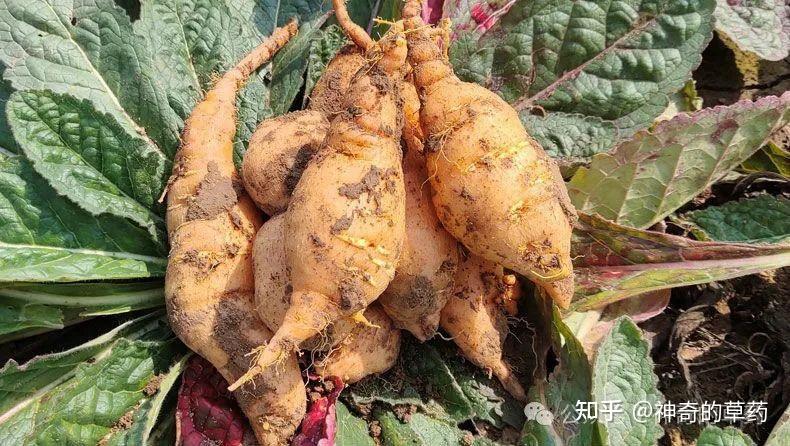 中药材:鲜地黄 - 知乎