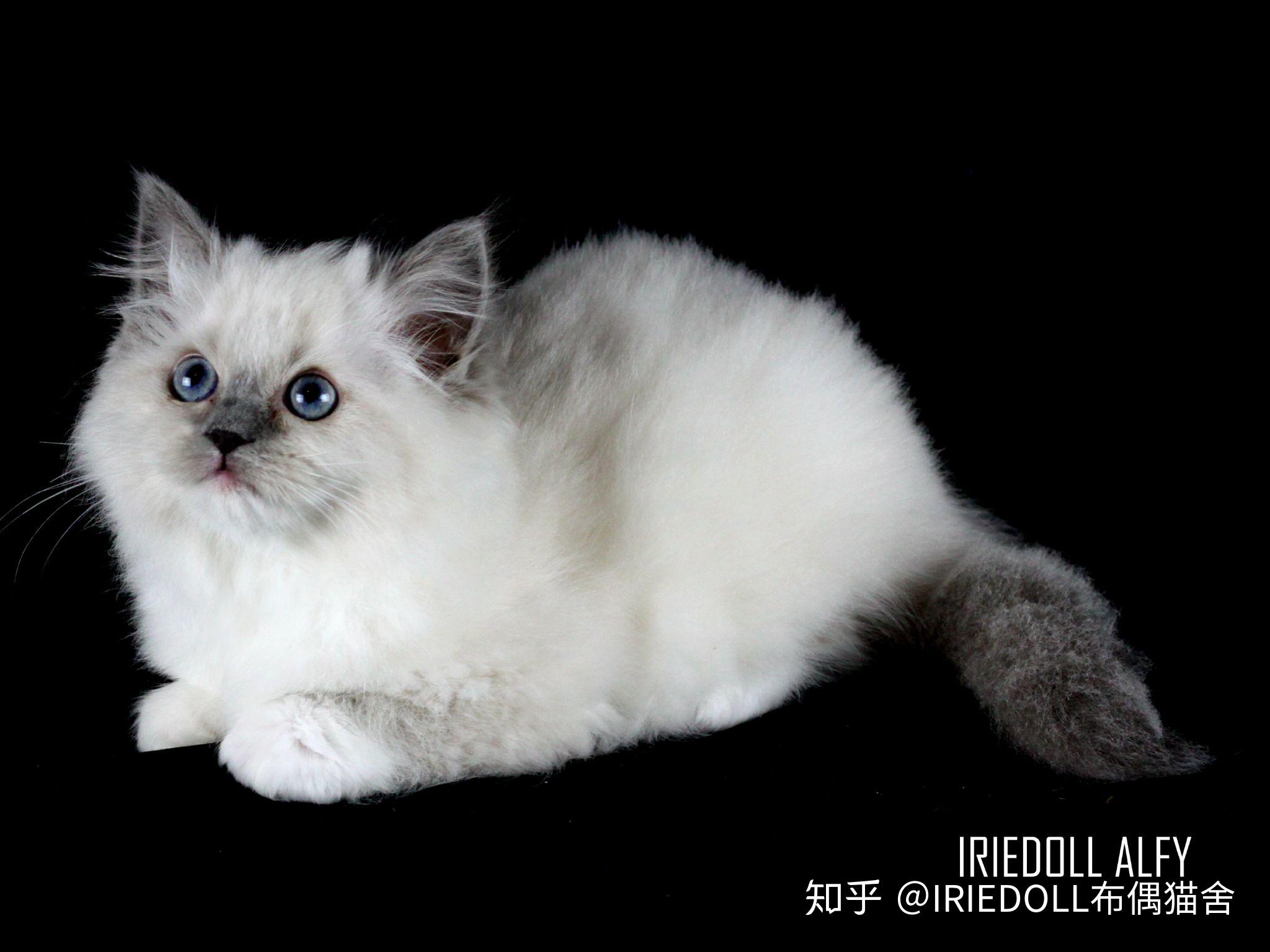 巧克力手套色布偶猫成长记录贴