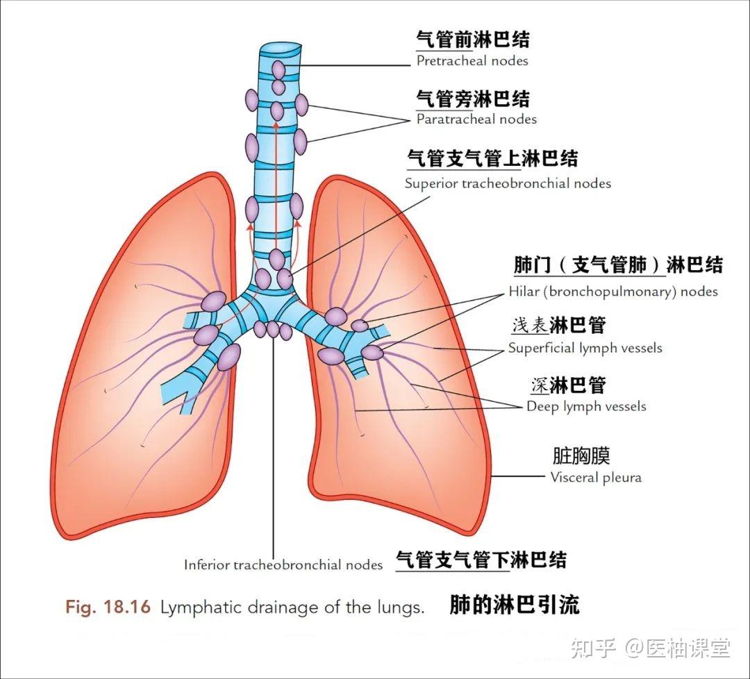 左肺分叶分段图图片