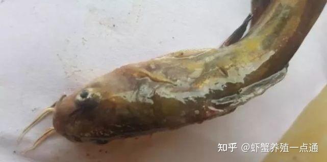 黃顙魚水黴病小瓜蟲是冬季常發病越冬期更要注重綜合防控