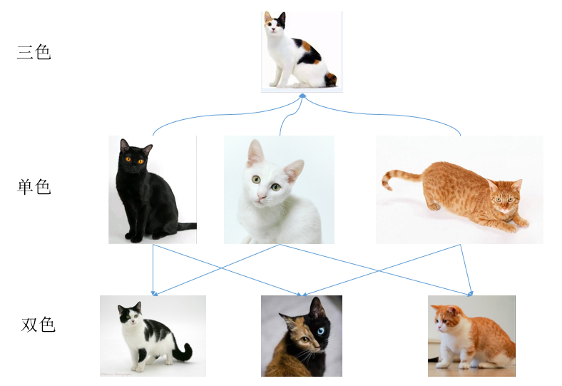 猫颜色遗传配色表图片