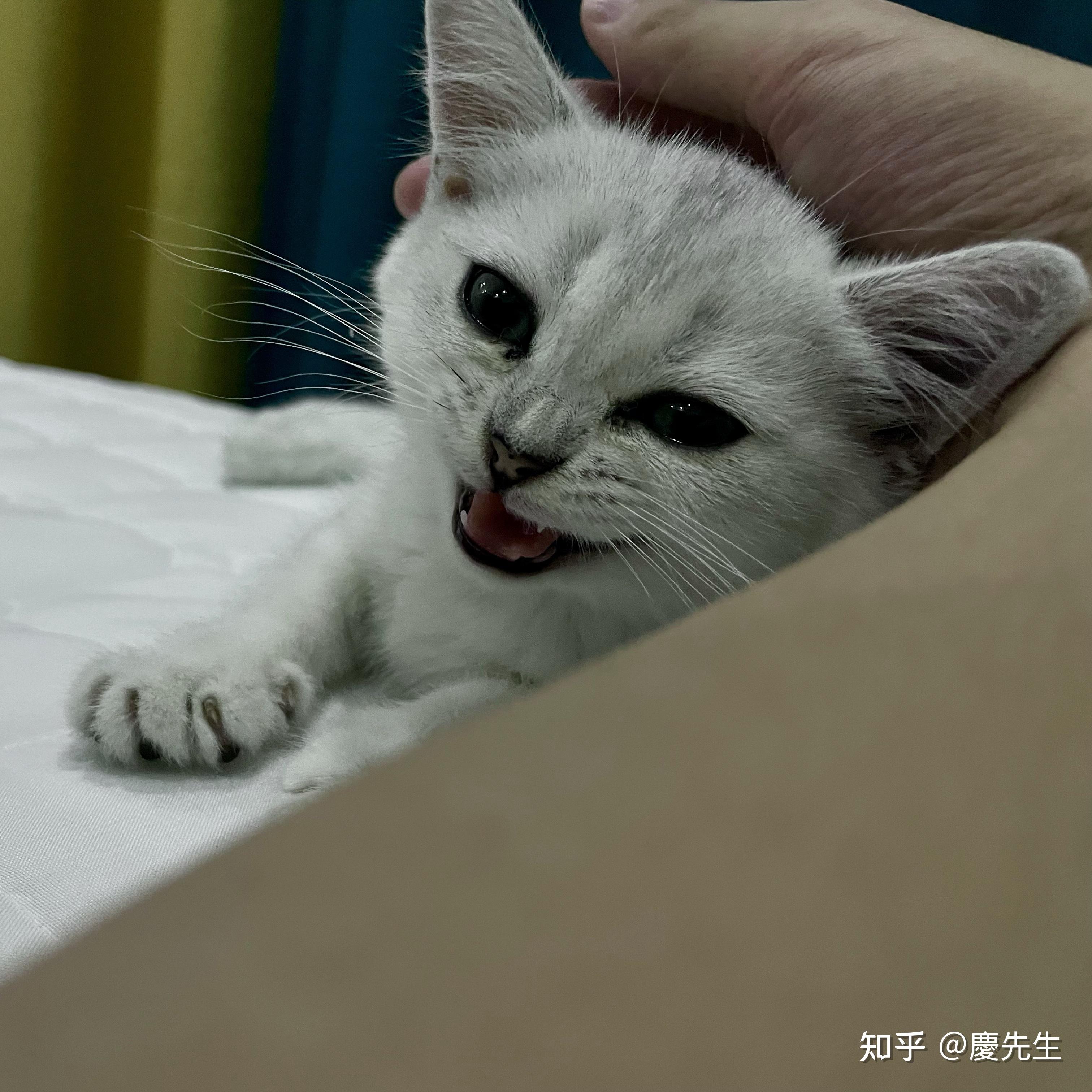 有人知道这只猫咪叫什么嘛太可爱了呜呜