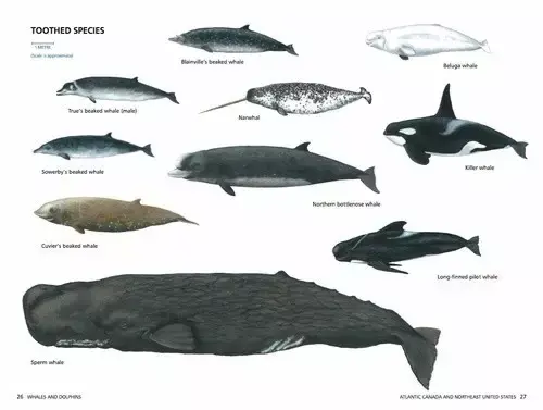 这些都是齿鲸