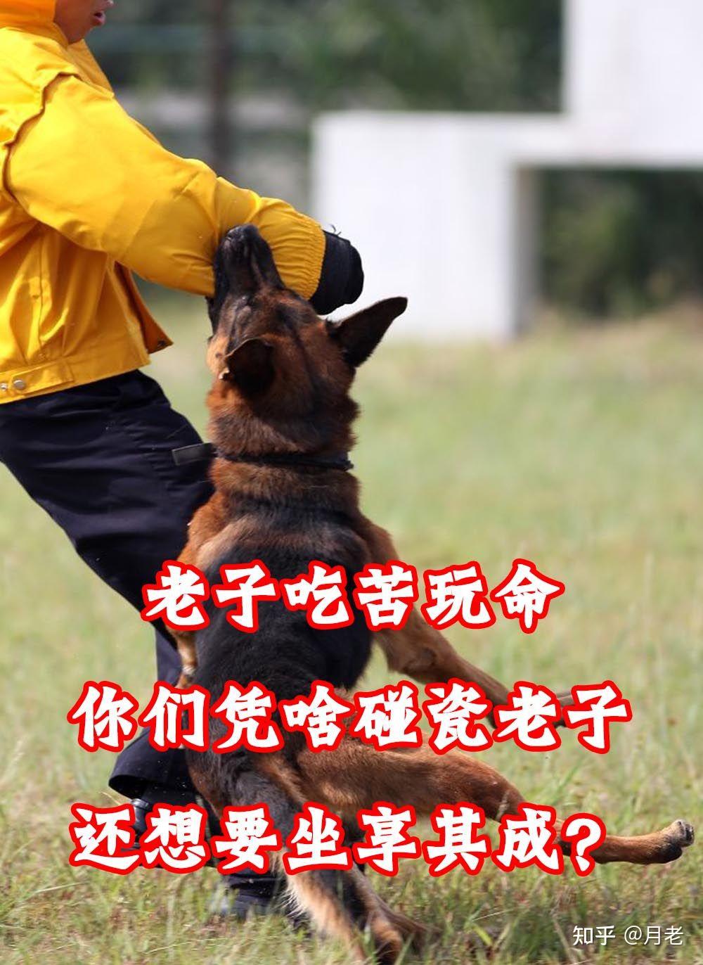 我吃狗肉,爱狗人士说"等到地震的时候别指望搜救犬来救你"我该如何