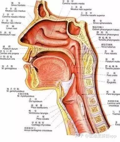 喉部结构示意图