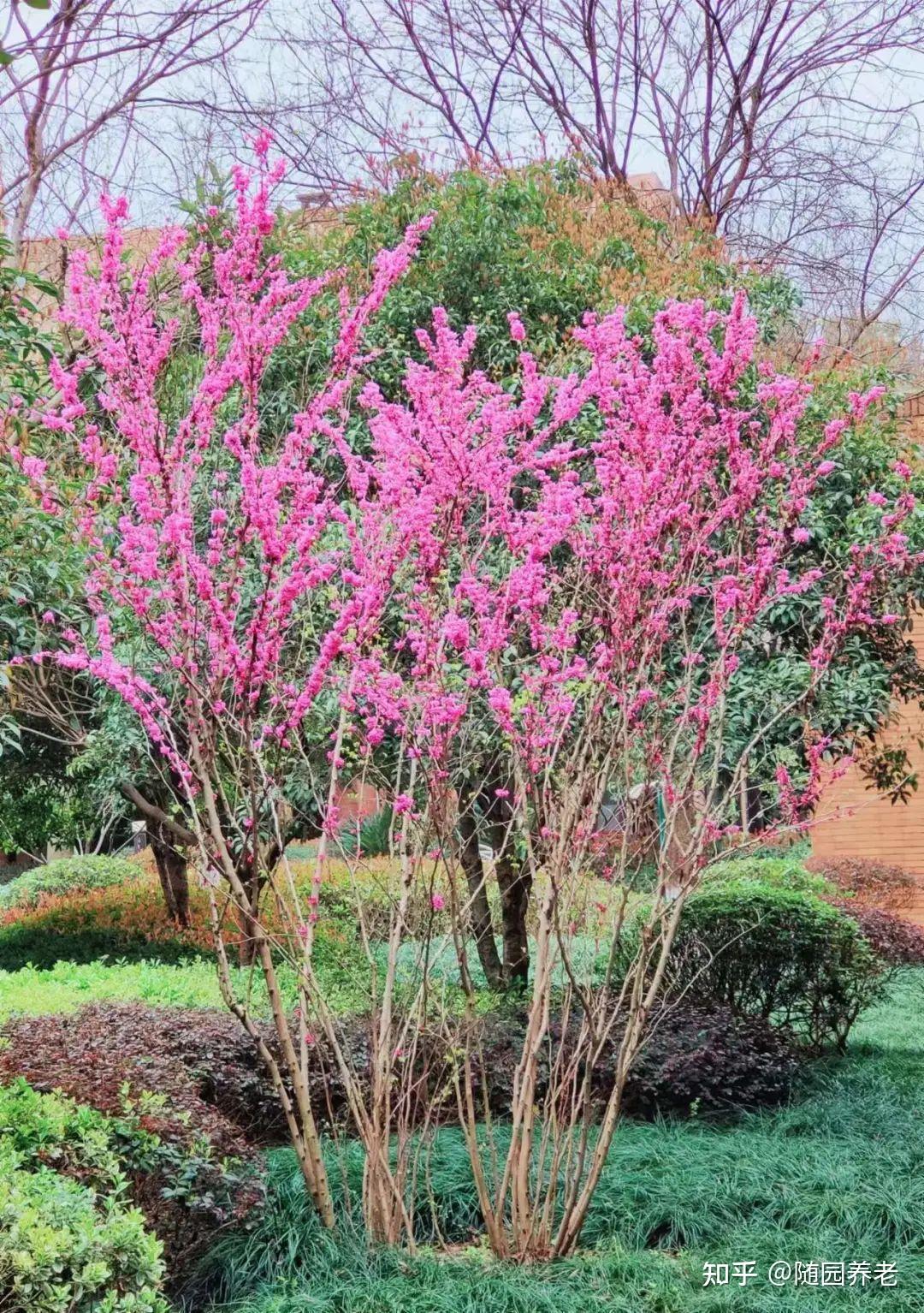 佛山花现随园图片