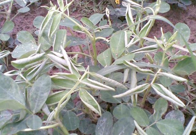 种植花生喷施除草剂易发生药害怎么办这6点技巧教你巧妙预防