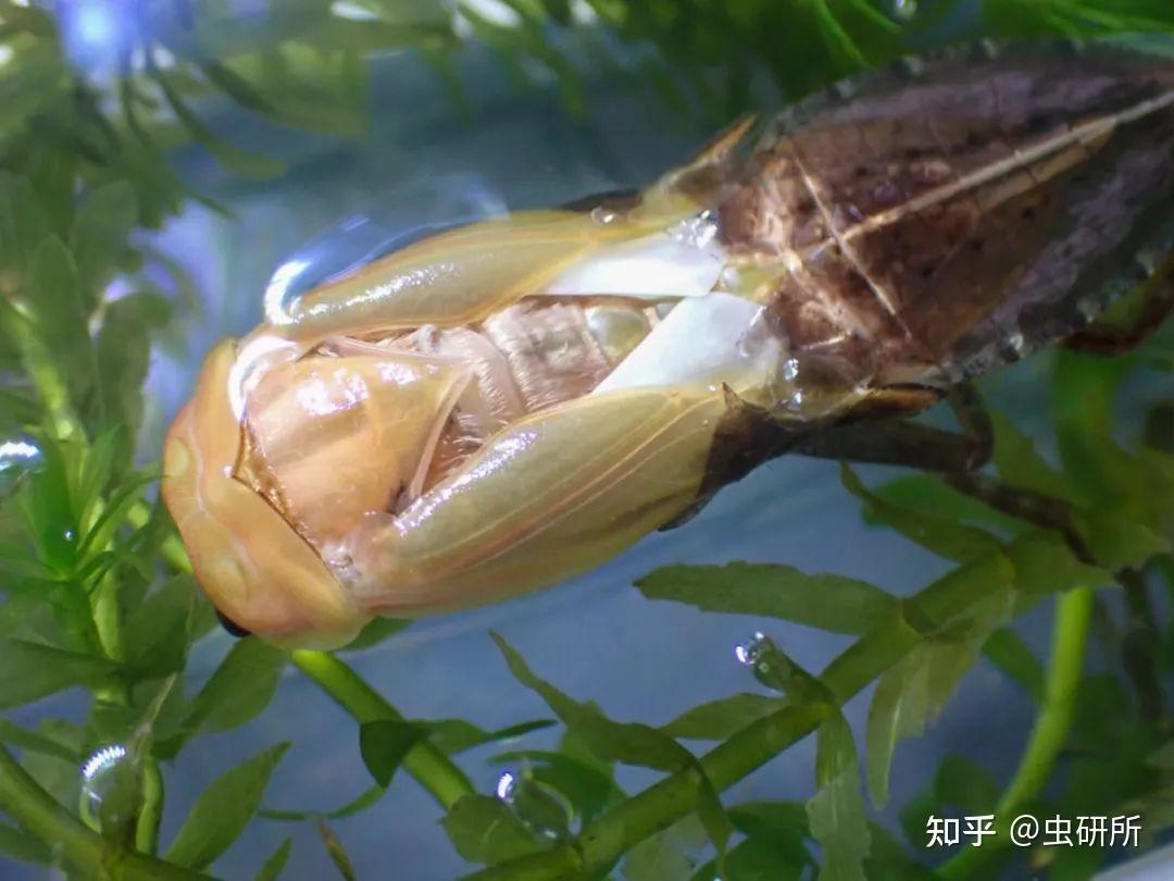 (田鱉的卵)今天的主人公田鱉則是昆蟲界中數一數二的