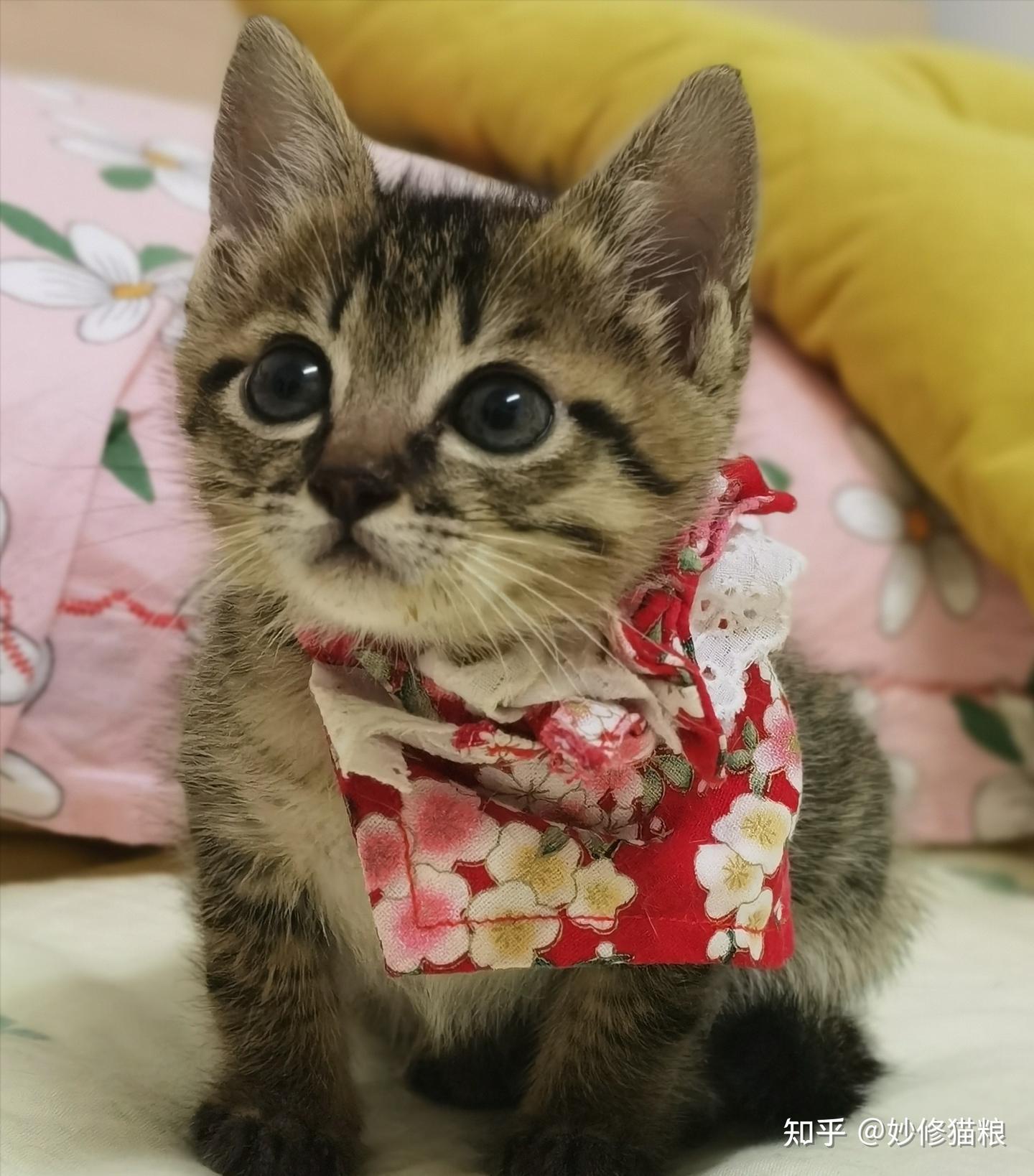 盘点常见的8种“中华田园猫”，你最喜欢哪一个？ - 知乎