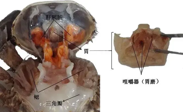 螃蟹内脏 解剖图图片